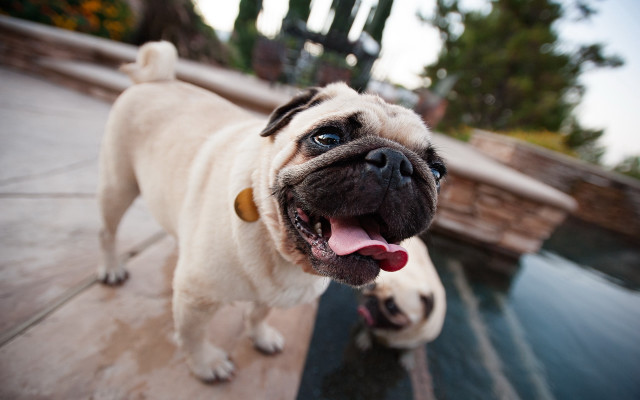 Pug patio pool fisheye dog free wallpaper - medium preview image