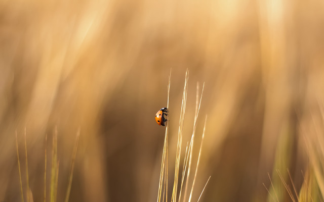 Small bug tall grass field free wallpaper - medium preview image