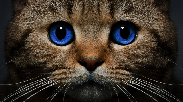 Blue eyes cat closeup photorealism free wallpaper - medium preview image