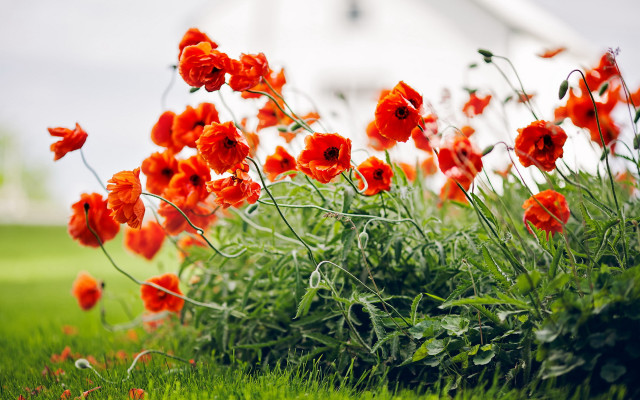 Red flower field white building free wallpaper - medium preview image