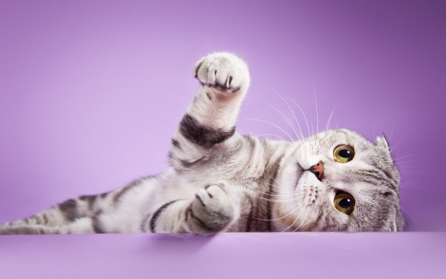 Cat paws up purple gradient free wallpaper - medium preview image