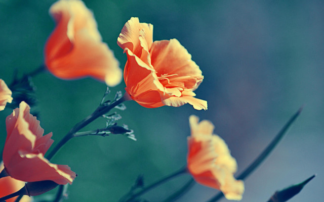 Orange flowers blurry background shallow free wallpaper - medium preview image