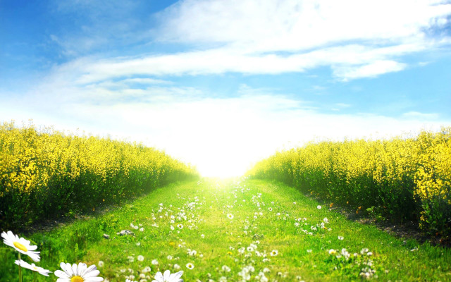 Flower field sky clouds path free wallpaper - medium preview image