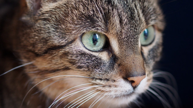 Cat blue eyes closeup shallow free wallpaper - medium preview image