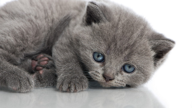 Small gray kitten blue eyes #4 free wallpaper - medium preview image