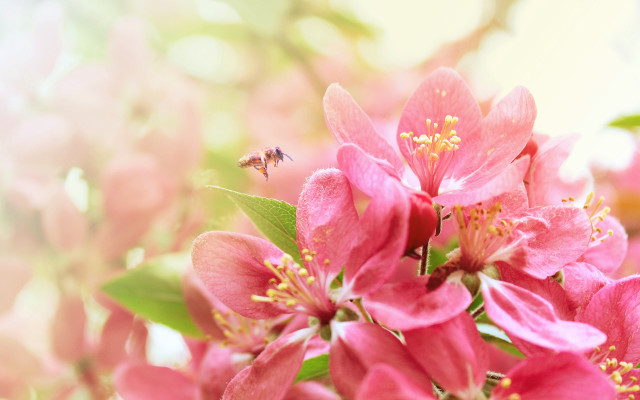 Bee pink flowers macro blurry free wallpaper - medium preview image