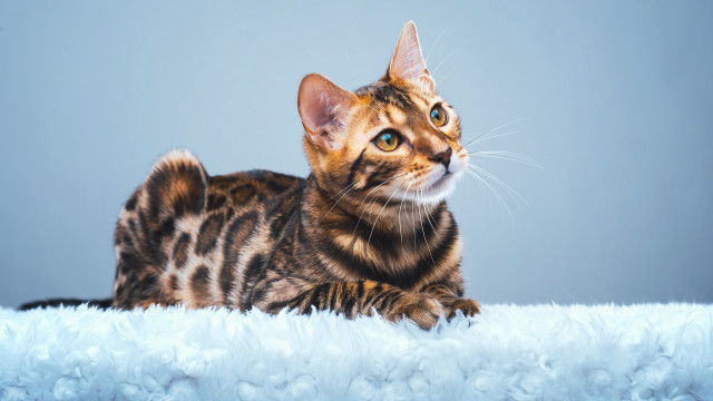 Curious cat fluffy blanket blue free wallpaper - medium preview image