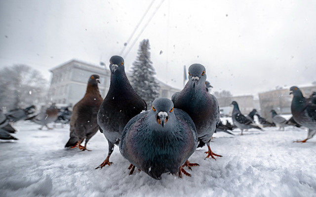 Pigeons snowy ground tree building free wallpaper - medium preview image