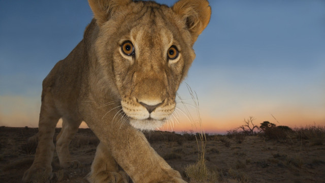 Lion sunset drygrass wildlife tree free wallpaper - medium preview image
