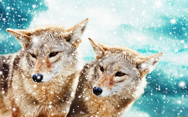 Gray wolves snow night blue free wallpaper - medium preview image