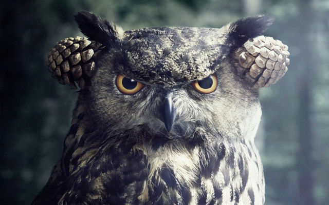 Owl pinecone head staring surreal free wallpaper - medium preview image