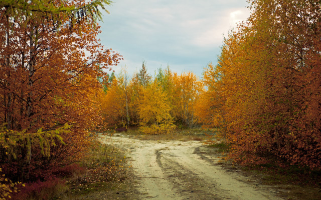Autumn dirt road yellow leaves free wallpaper - medium preview image