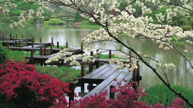 Wooden dock cherry blossoms nature free wallpaper - medium preview image