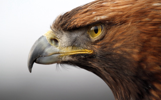 Bird prey closeup white background free wallpaper - medium preview image
