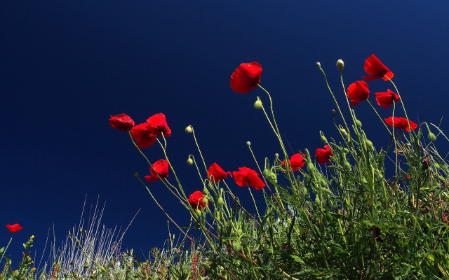 Red flowers grass blue sky free wallpaper - medium preview image
