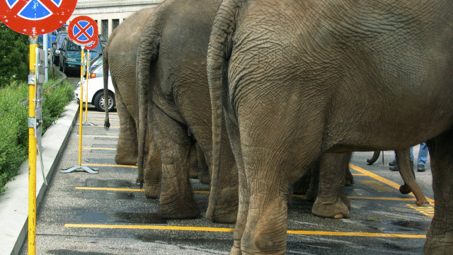 Elephants parking lot no parking free wallpaper - medium preview image