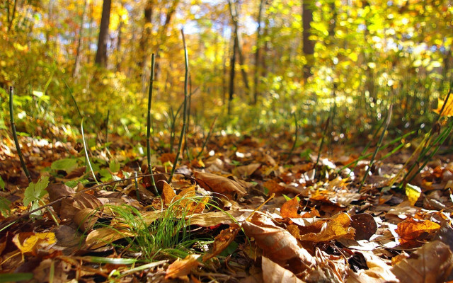 Forest floor leaf yellow flower free wallpaper - medium preview image