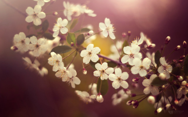 White flowers branch macro cherry free wallpaper - medium preview image