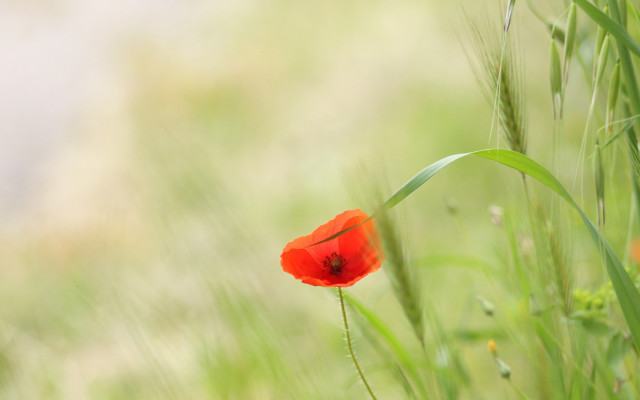 Red flower grassy field tilt free wallpaper - medium preview image