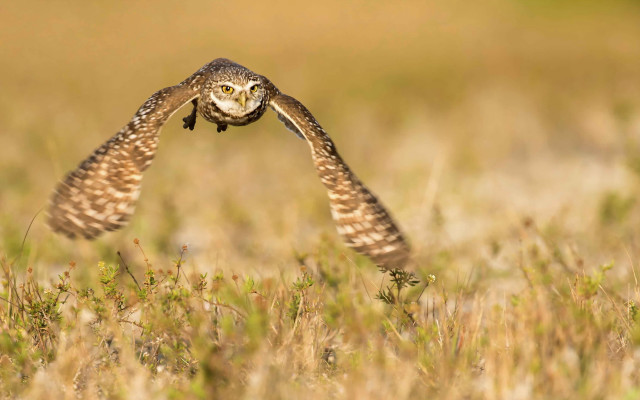 Small owl flying field tall free wallpaper - medium preview image