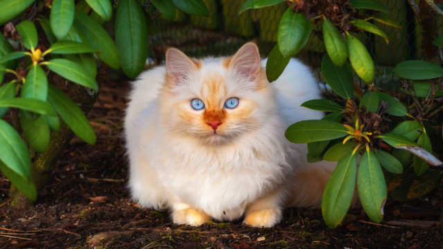 White cat blue eyes bush #2 free wallpaper - medium preview image