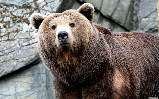 Brown bear rock wall tree free wallpaper - medium preview image