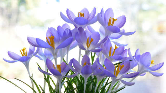 Vase purple flowers table window #4 free wallpaper - medium preview image