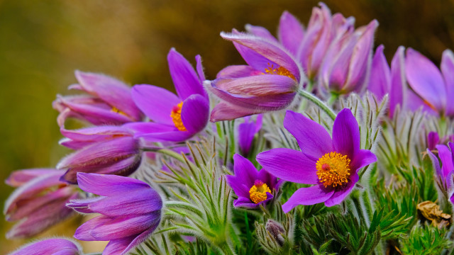 Purple flower field macro blurry #2 free wallpaper - medium preview image