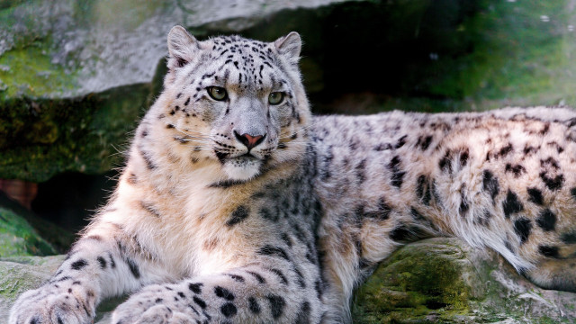 Snow leopard rock zoo moss free wallpaper - medium preview image