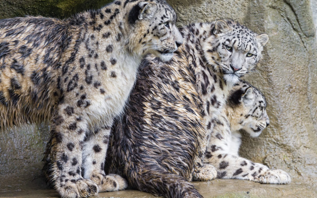 Snow leopards zoo enclosure jigsaw free wallpaper - medium preview image