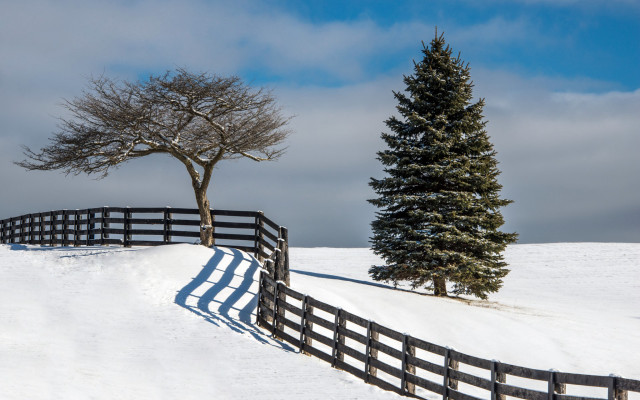 Fence tree snow field sky free wallpaper - medium preview image