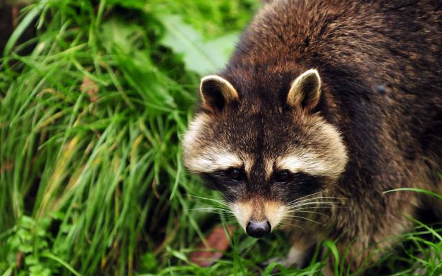 Raccoon grass nature blurry digital free wallpaper - medium preview image