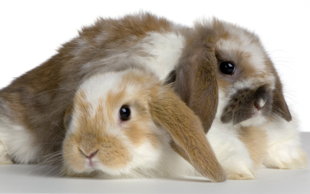 Rabbits brown white furry jigsaw free wallpaper - medium preview image