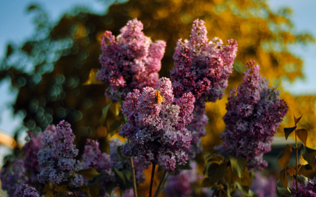 Purple flowers field trees blue free wallpaper - medium preview image