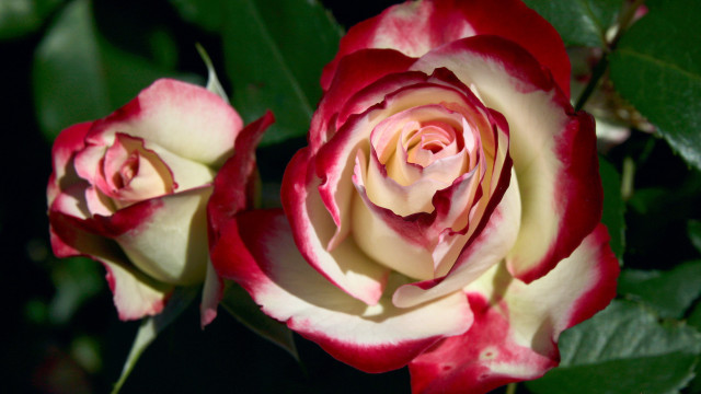 Roses green leaves dark background free wallpaper - medium preview image