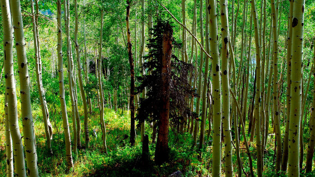 Forest bench nature girls trees free wallpaper - medium preview image