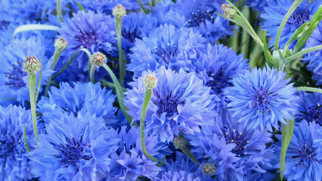 Blue flower field macro nature #2 free wallpaper - medium preview image