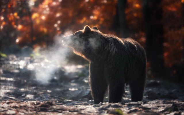 Brown bear forest steam christmas free wallpaper - medium preview image