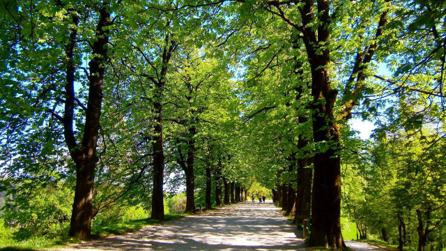 Road trees grass sky bench free wallpaper - medium preview image