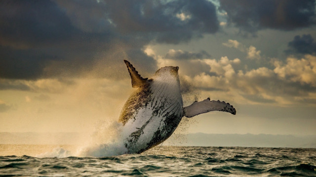 Humpback whale jumping ocean cloudy #2 free wallpaper - medium preview image