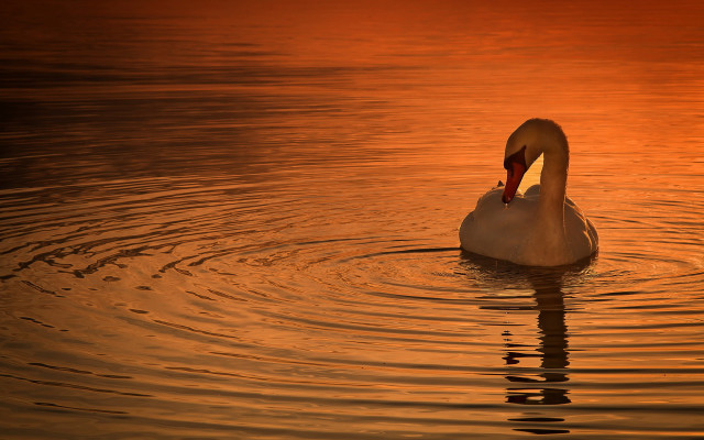 Swan swimming water sunset tranquil free wallpaper - medium preview image