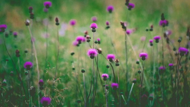 Purple flower field shallow depth #2 free wallpaper - medium preview image