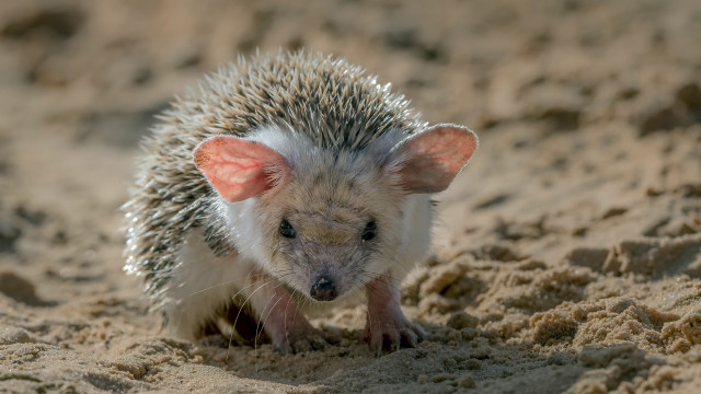 Hedgehog beach sand surrealism animal free wallpaper - medium preview image