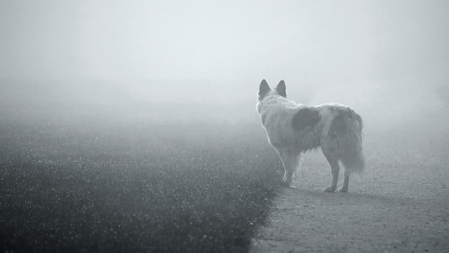 Fog dog astronaut moon stars free wallpaper - medium preview image
