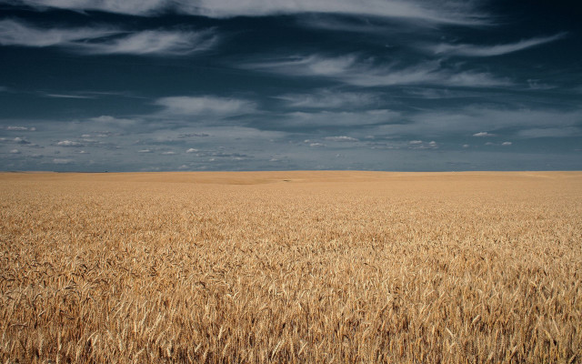 Wheat field cloudy sky horse free wallpaper - medium preview image