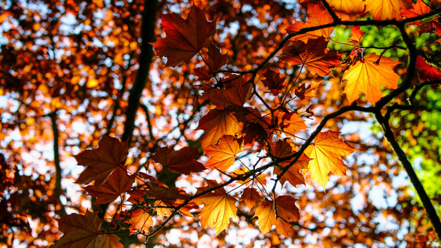 Fall leaves tree autumn orange free wallpaper - medium preview image