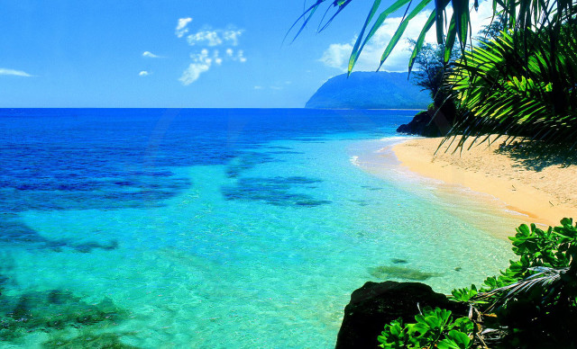 Beach clear blue water palm free wallpaper - medium preview image