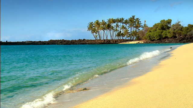 Bascove beach waves palm trees free wallpaper - medium preview image