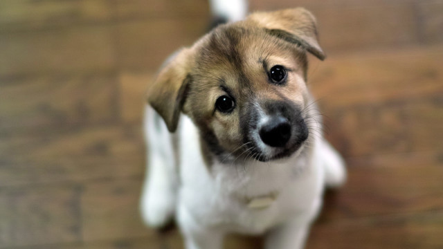 Shiba inu looking up wooden free wallpaper - medium preview image