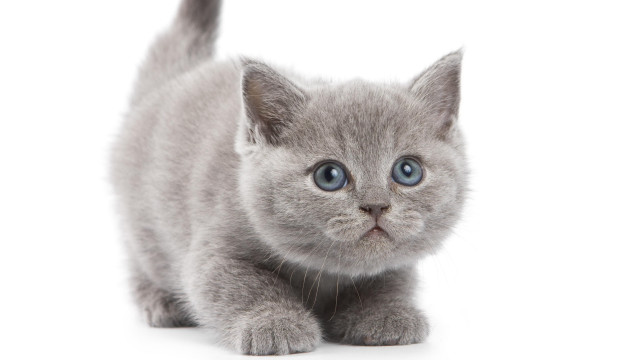 Small gray kitten blue eyes free wallpaper - medium preview image